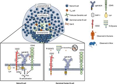 Frontiers | Galectin-Glycan Interactions As Regulators Of B Cell Immunity